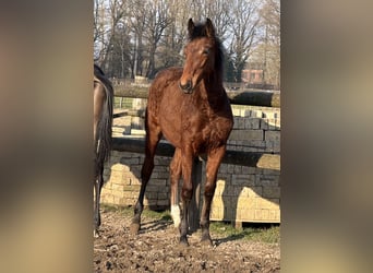 Oldenburg, Mare, 1 year, Brown