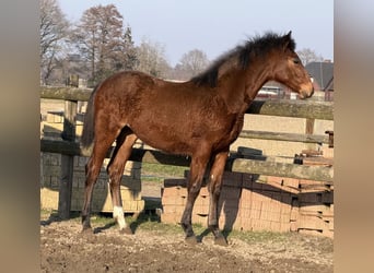 Oldenburg, Mare, 1 year, Brown