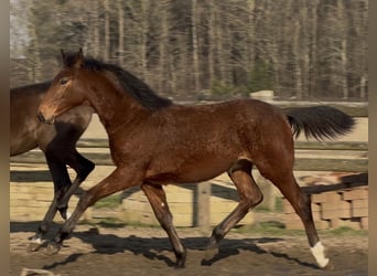 Oldenburg, Mare, 1 year, Brown