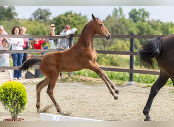 Oldenburg, Mare, 1 year, Brown