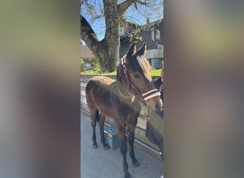 Oldenburg, Mare, 1 year, Brown