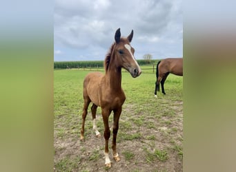 Oldenburg, Mare, 1 year, Chestnut-Red