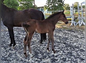 Oldenburg, Mare, 1 year