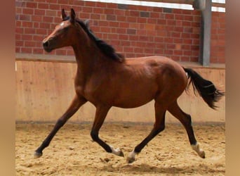 Oldenburg, Mare, 1 year