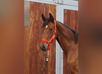 Oldenburg, Mare, 1 year