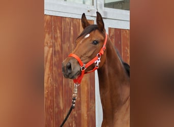 Oldenburg, Mare, 1 year