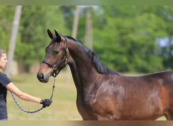 Oldenburg, Mare, 1 year