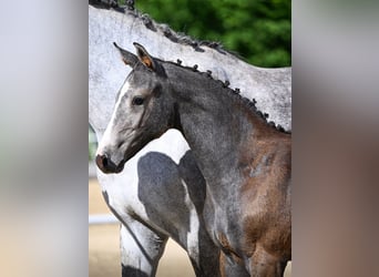 Oldenburg, Mare, 1 year, Grey