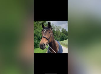 Oldenburg, Mare, 20 years, 16,1 hh, Brown