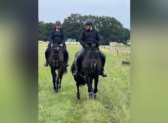 Oldenburg, Mare, 20 years, 16.1 hh, Smoky-Black