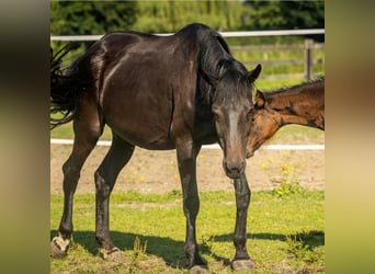 Oldenburg, Mare, 20 years, 16 hh, Black