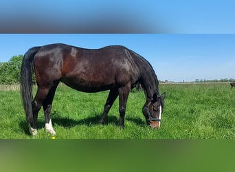 Oldenburg, Mare, 20 years, 16 hh, Smoky-Black
