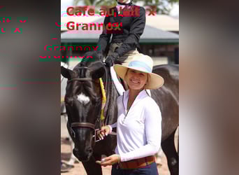 Oldenburg, Mare, 20 years, 16,1 hh, Black