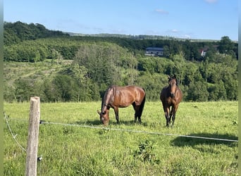 Oldenburg, Mare, 20 years, 16,1 hh, Brown