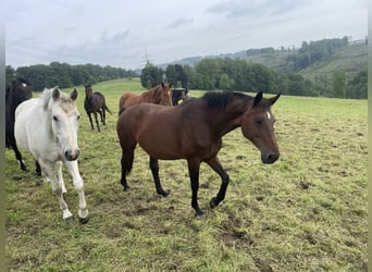 Oldenburg, Mare, 20 years, 16,1 hh, Brown