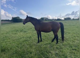 Oldenburg, Mare, 20 years, 16,1 hh, Brown