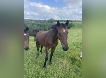 Oldenburg, Mare, 20 years, 16,1 hh, Brown