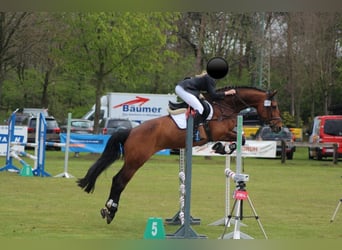 Oldenburg, Mare, 20 years, 16,1 hh, Brown