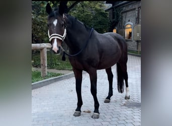 Oldenburg, Mare, 20 years, 16,2 hh, Brown