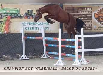 Oldenburg, Mare, 20 years, 17 hh, Chestnut