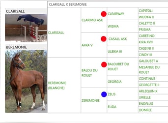 Oldenburg, Mare, 20 years, 17 hh, Chestnut