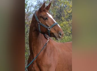 Oldenburg, Mare, 20 years, 17 hh, Chestnut