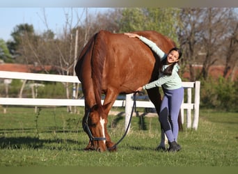 Oldenburg, Mare, 20 years, 17 hh, Chestnut