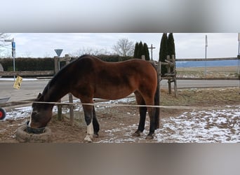 Oldenburg, Mare, 20 years, 17,1 hh, Brown