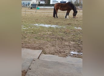 Oldenburg, Mare, 20 years, 17,1 hh, Brown