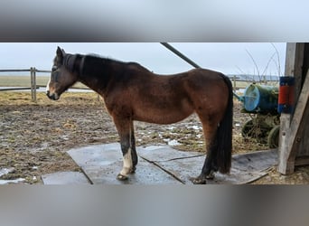 Oldenburg, Mare, 20 years, 17,1 hh, Brown