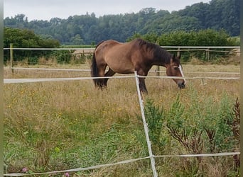 Oldenburg, Mare, 20 years, 17,1 hh, Brown