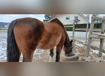 Oldenburg, Mare, 20 years, 17,1 hh, Brown