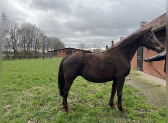 Oldenburg, Mare, 20 years, Chestnut