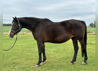 Oldenburg, Mare, 21 years, 16,2 hh, Brown