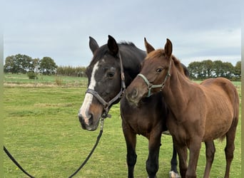 Oldenburg, Mare, 21 years, 16,2 hh, Brown