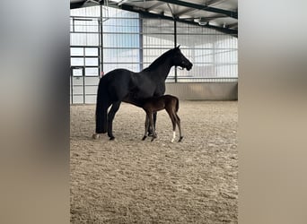 Oldenburg, Mare, 21 years, 16,2 hh, Black