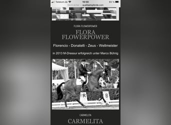 Oldenburg, Mare, 22 years, 16,1 hh, Brown