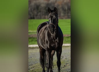Oldenburg, Mare, 23 years, 16.2 hh, Smoky-Black