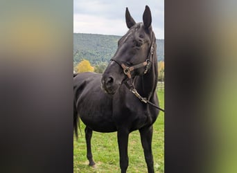 Oldenburg, Mare, 24 years, 16.2 hh, Black Oldenburg, Mare, 24 years, 16.2 hh, Black