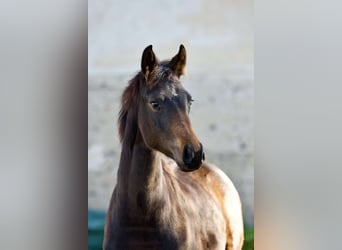 Oldenburg, Mare, 2 years, 15,2 hh, Bay-Dark