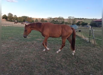 Oldenburg, Mare, 2 years, 15.2 hh, Chestnut-Red