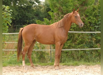 Oldenburg, Mare, 2 years, 15,3 hh, Chestnut-Red