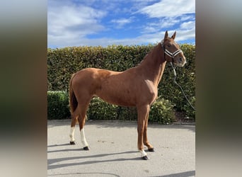 Oldenburg, Mare, 2 years, 15,2 hh, Chestnut-Red