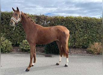 Oldenburg, Mare, 2 years, 15,2 hh, Chestnut-Red