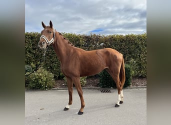 Oldenburg, Mare, 2 years, 15,2 hh, Chestnut-Red