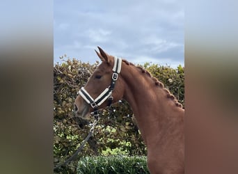 Oldenburg, Mare, 2 years, 15,2 hh, Chestnut-Red
