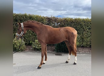 Oldenburg, Mare, 2 years, 15,2 hh, Chestnut-Red