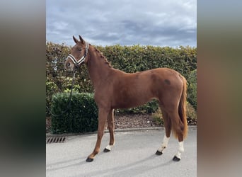 Oldenburg, Mare, 2 years, 15,2 hh, Chestnut-Red