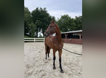 Oldenburg, Mare, 2 years, 16.1 hh, Brown