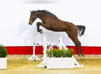 Oldenburg, Mare, 2 years, 16,1 hh, Brown